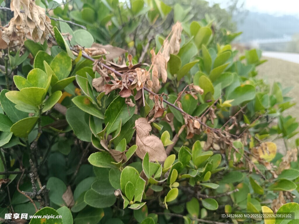 叶片枯黄的绿色植物