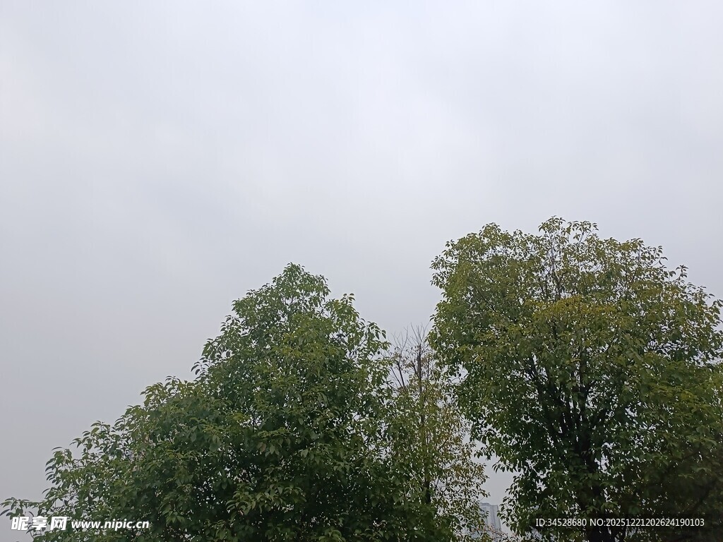 两棵绿树映衬灰白天空