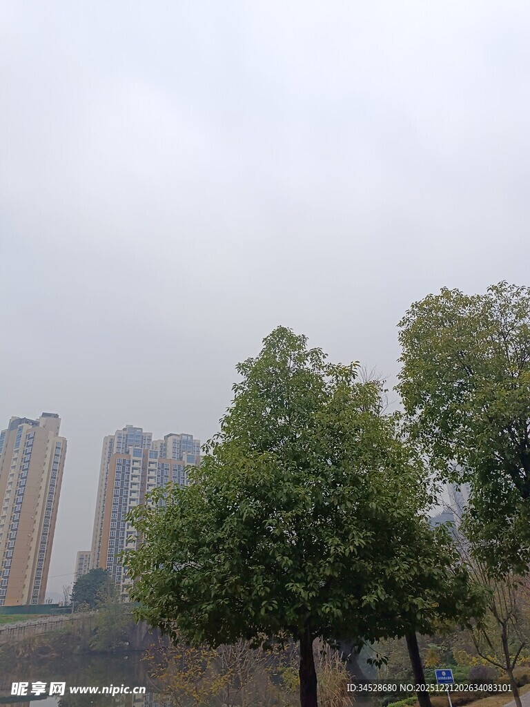 城市远景中的树木与高楼