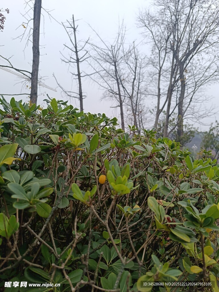 冬日林间绿植与枯树景象