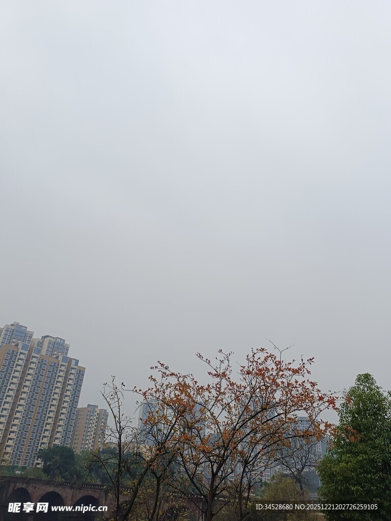 城市中的树木与高楼景观