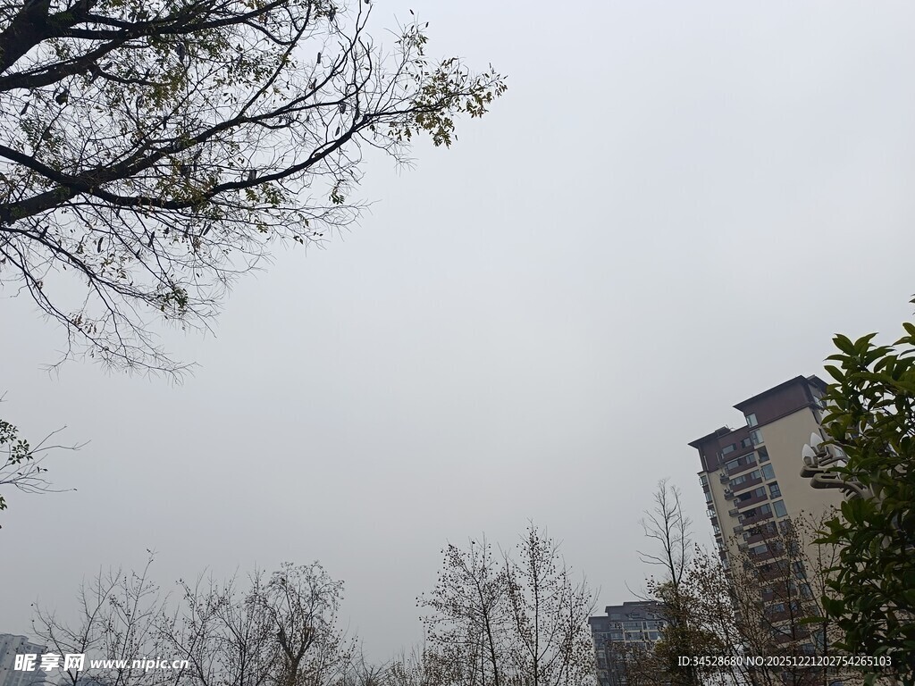 阴天城市树木景象