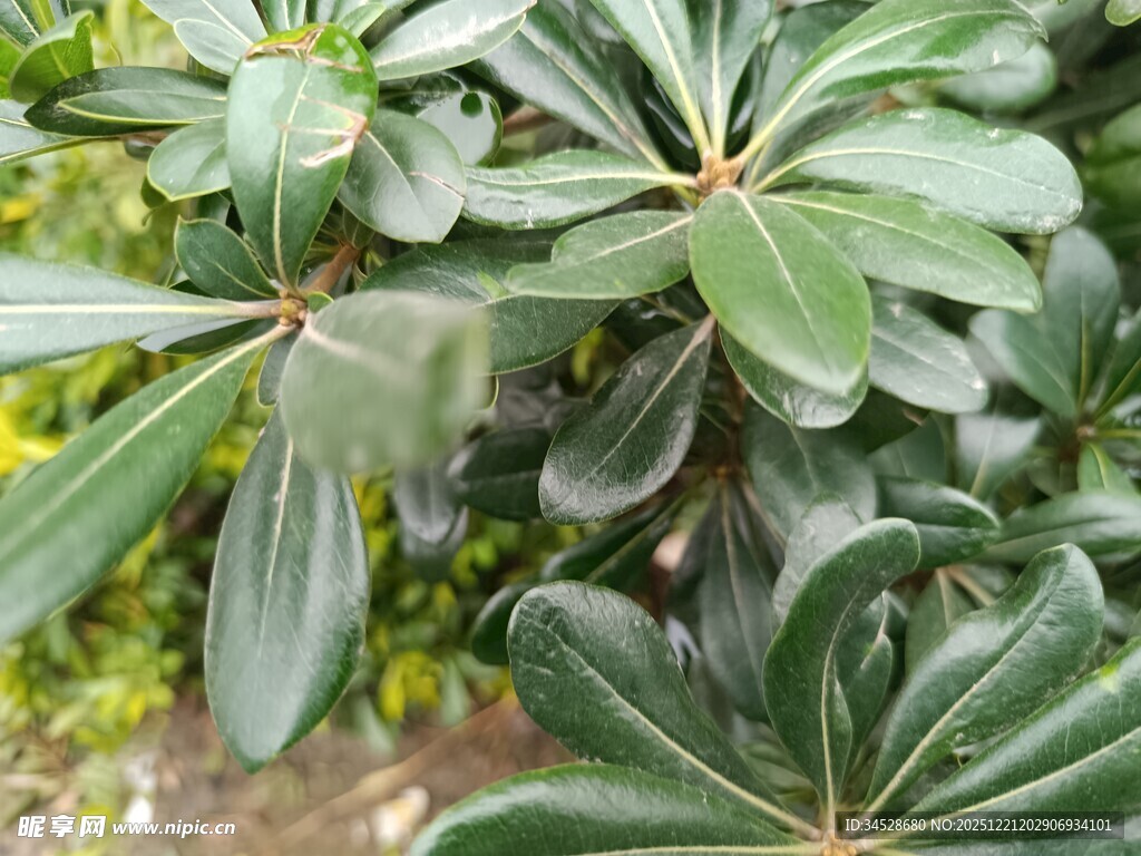 绿叶繁茂的海桐植物
