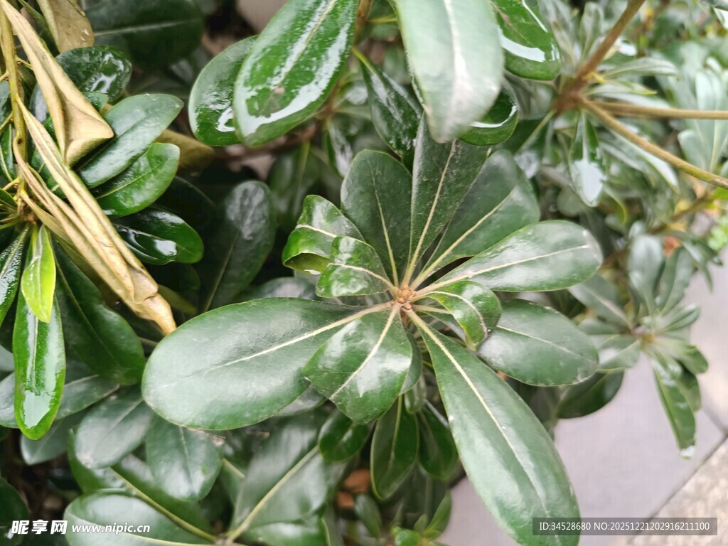 翠绿鹅掌柴叶片特写