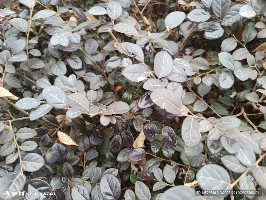 密集生长的灰绿色叶片