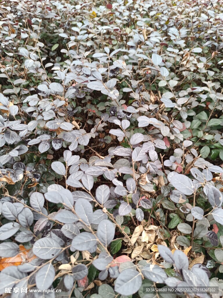 地面上的灰紫色落叶