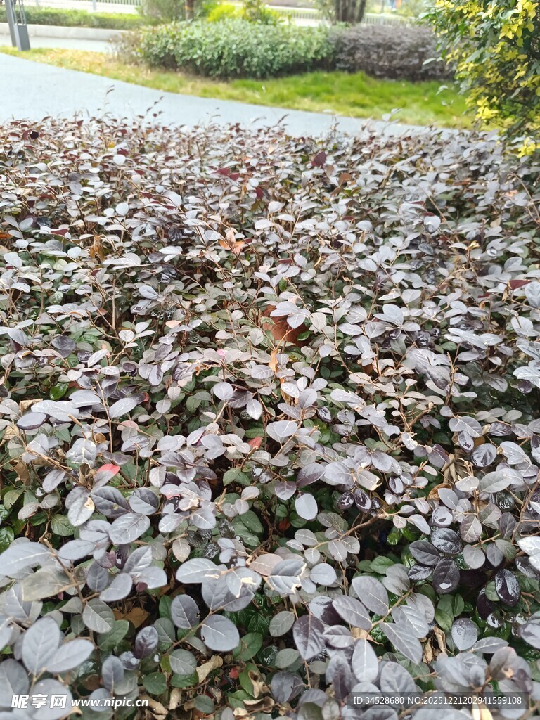 地面铺满的多彩落叶