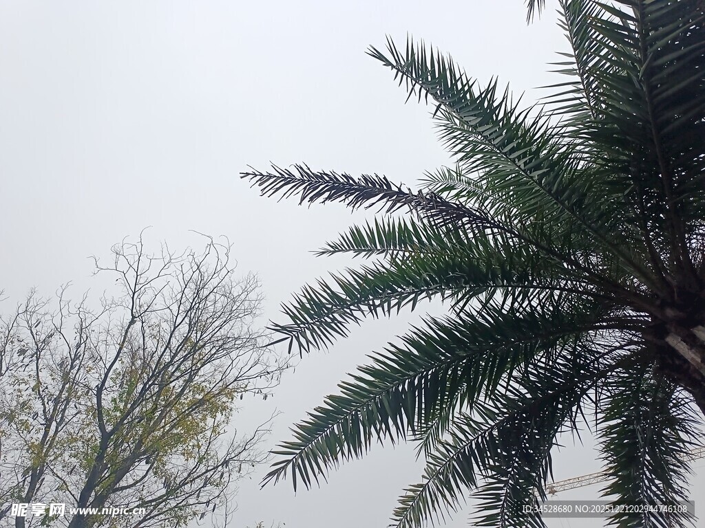 棕榈树与光秃树木景观