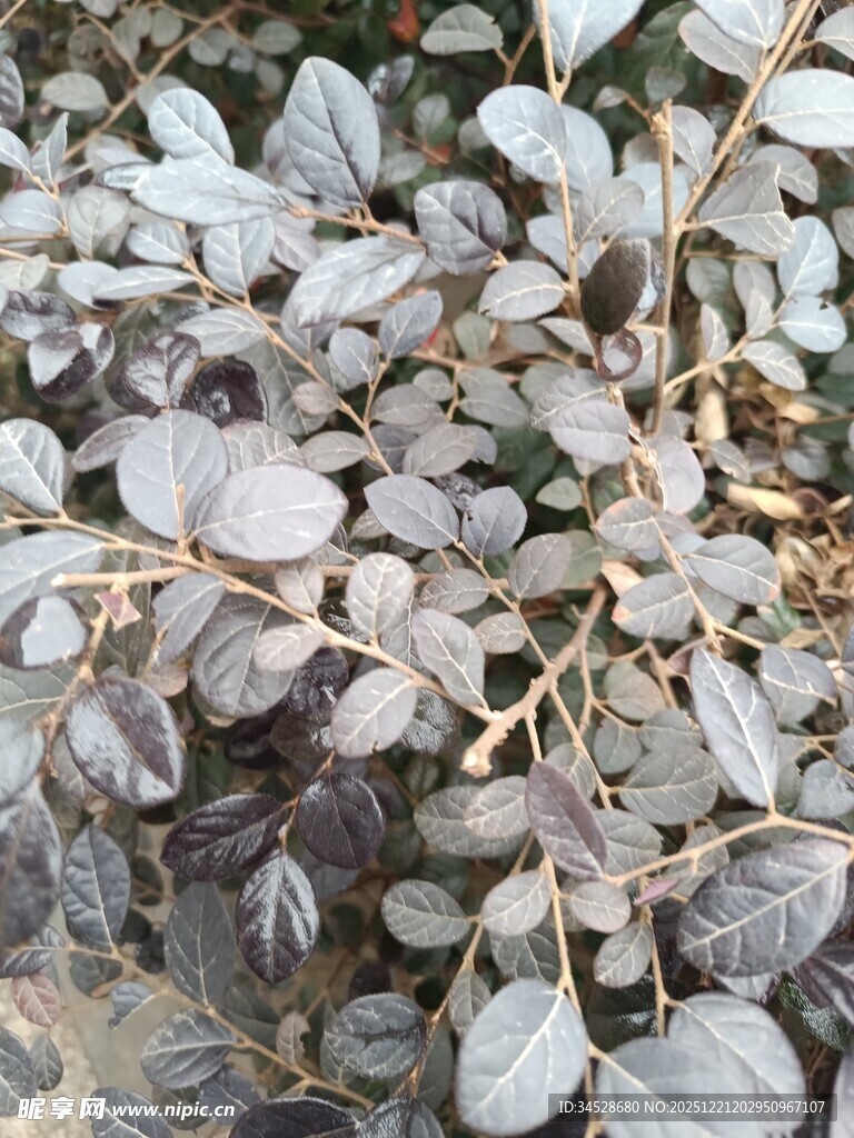 灰绿色叶片植物特写