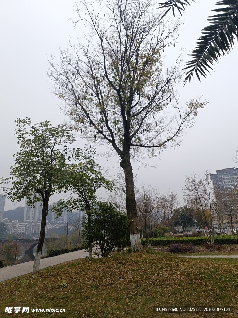 冬日公园的萧瑟树木