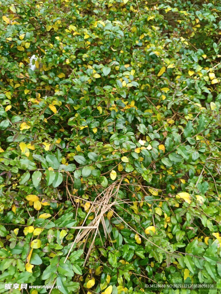 田间繁茂的绿色植物景象
