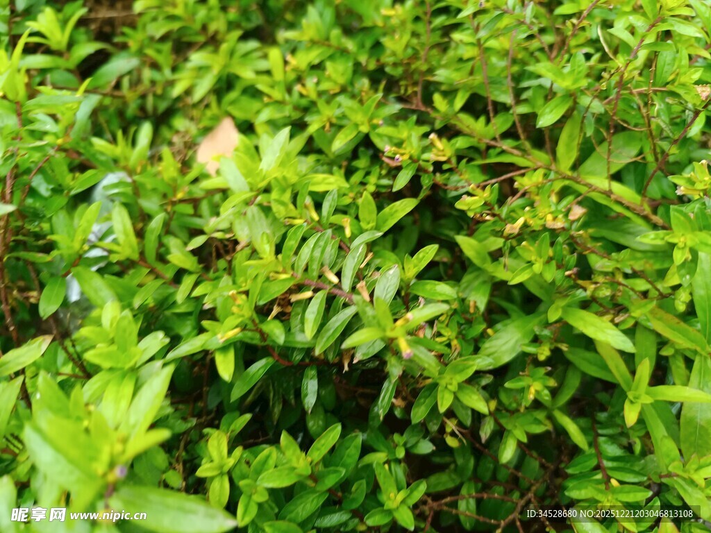 翠绿繁茂的植物群落