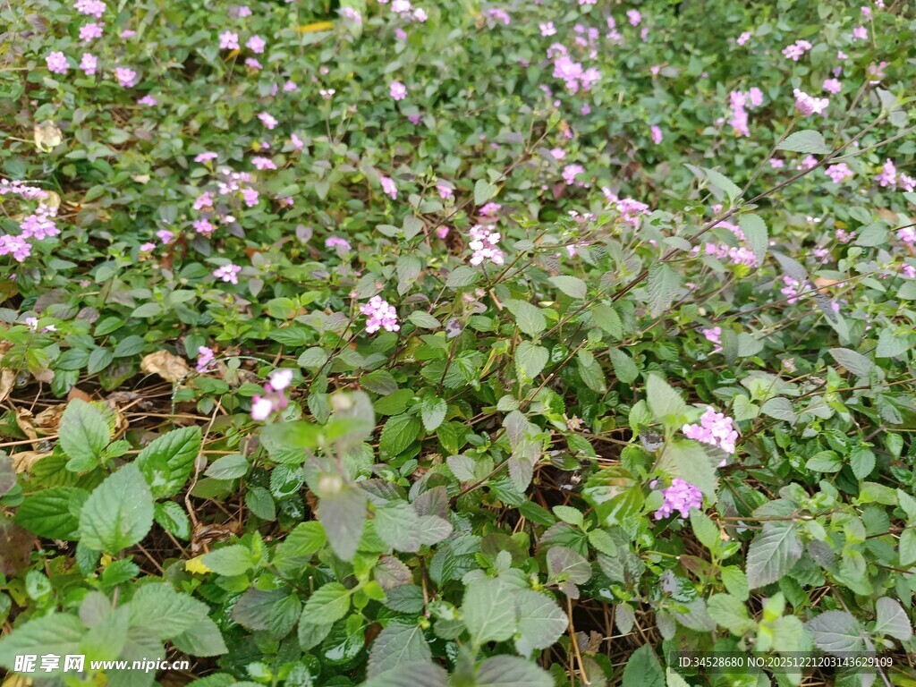 田野中的繁茂紫色花卉