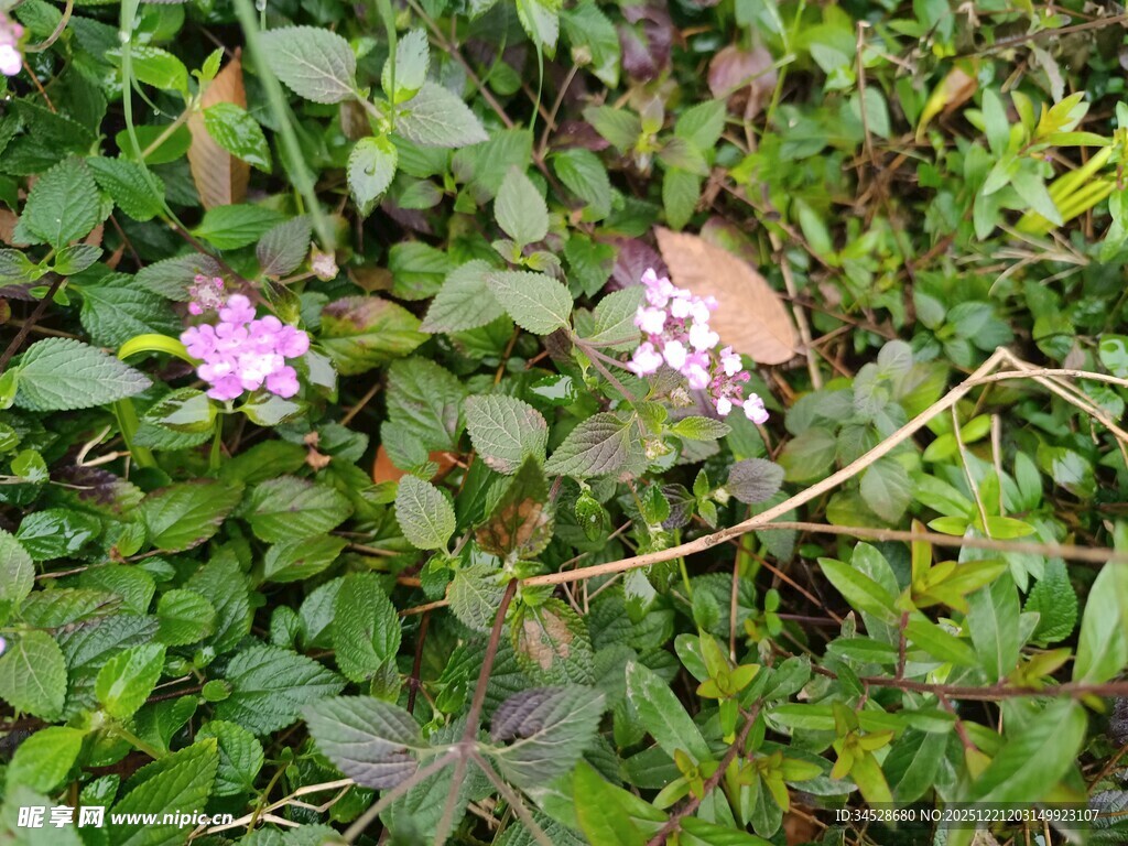 草丛中的粉色小花