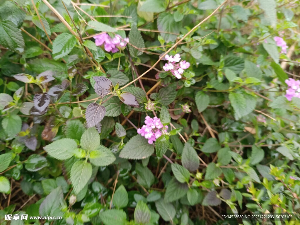 绿叶丛中的粉紫色小花