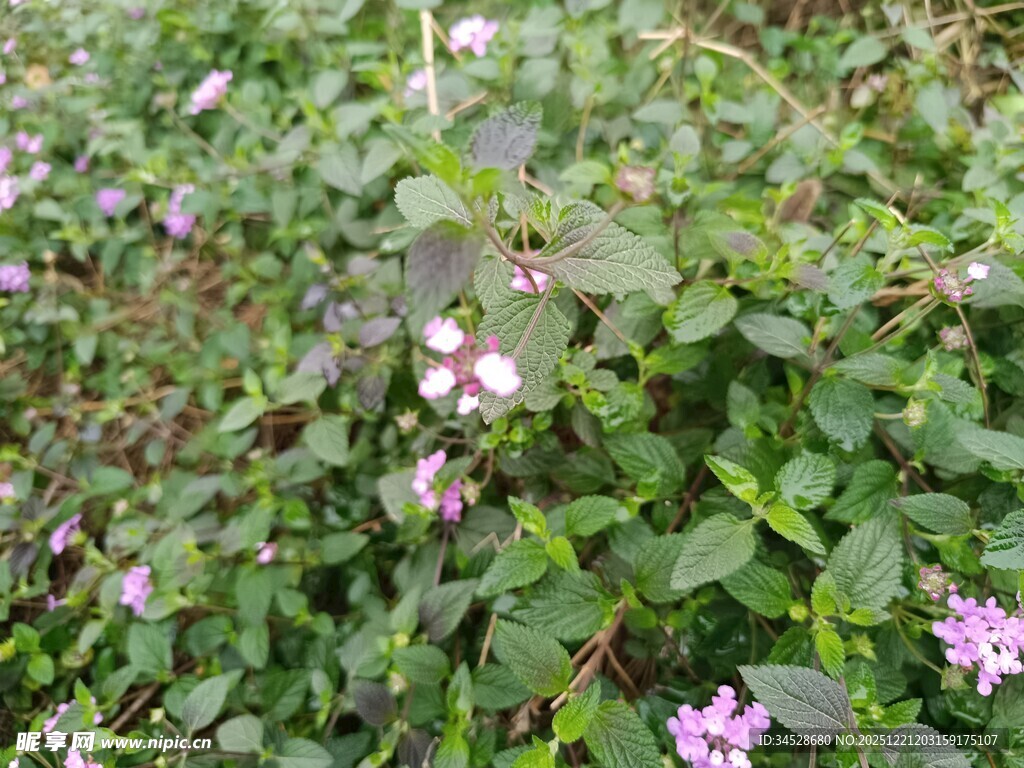 野外绽放的粉色小花
