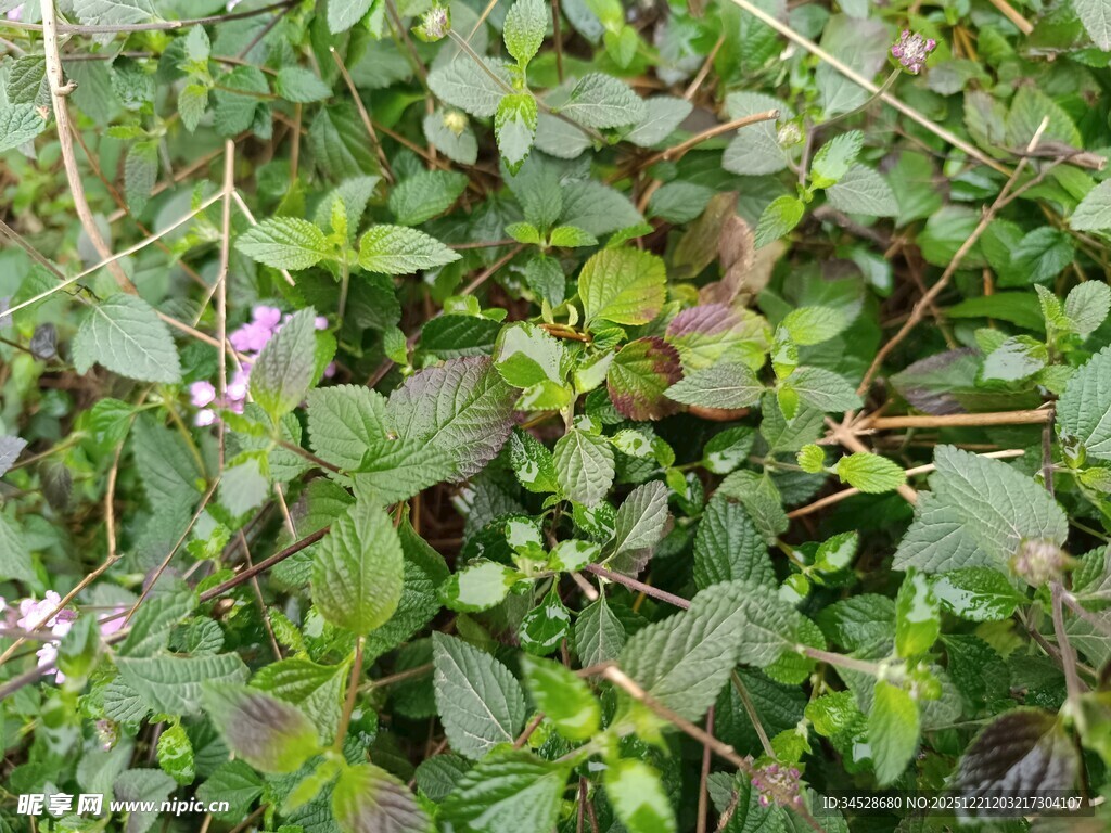 绿叶丛中的紫色小花