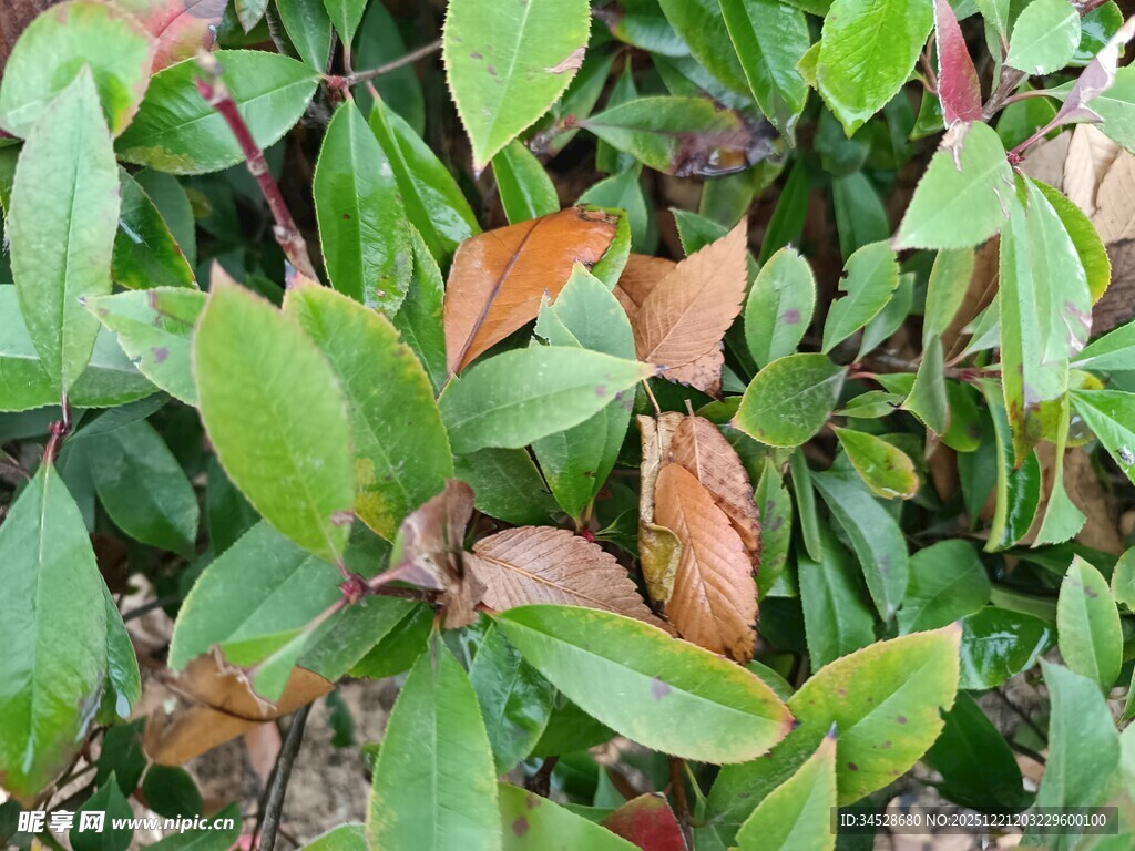 多彩叶片植物特写