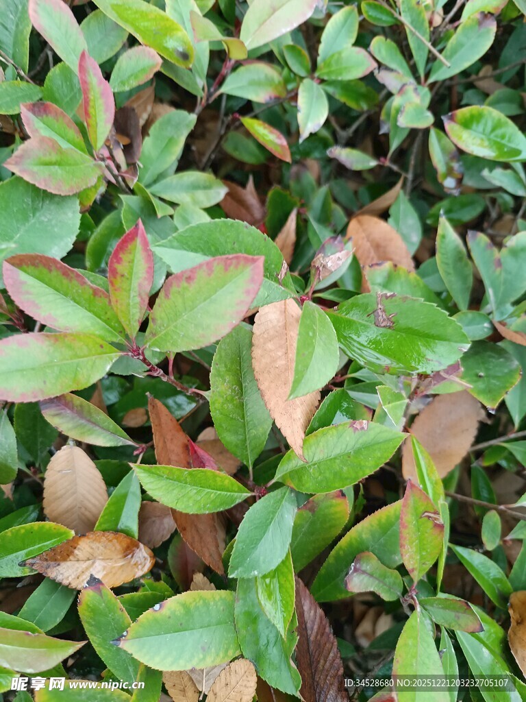 多彩叶片的绿植特写