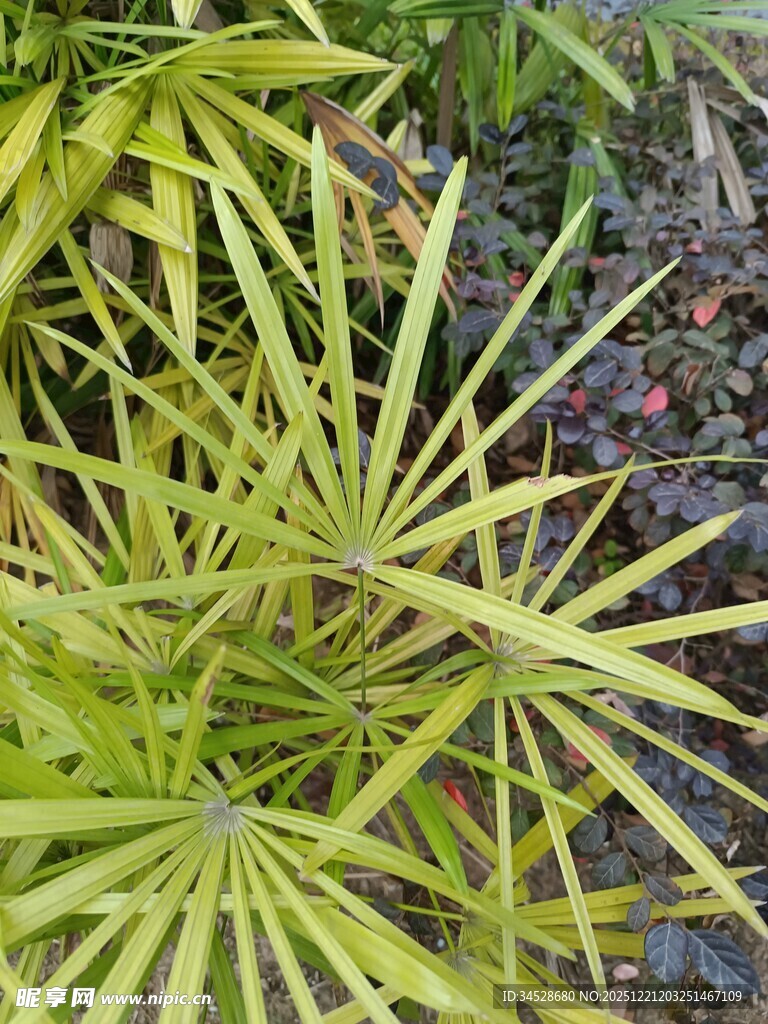 翠绿舒展的植物叶片