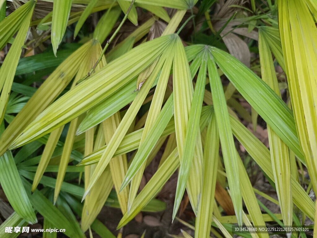 黄绿相间的竹叶特写