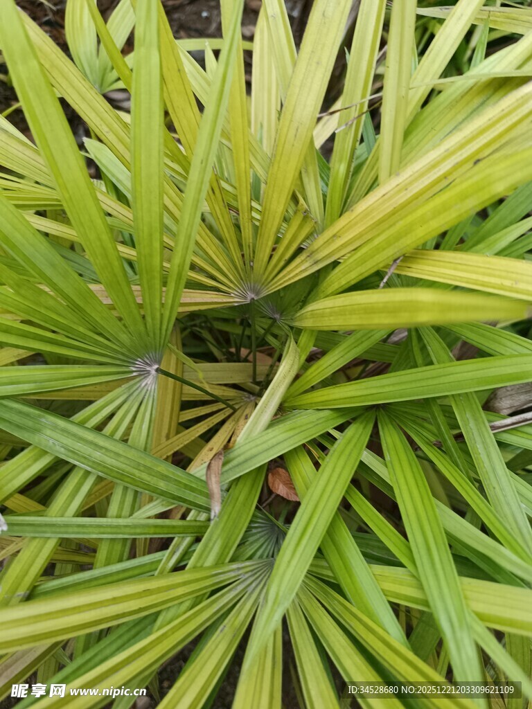 翠绿舒展的细长叶片植物