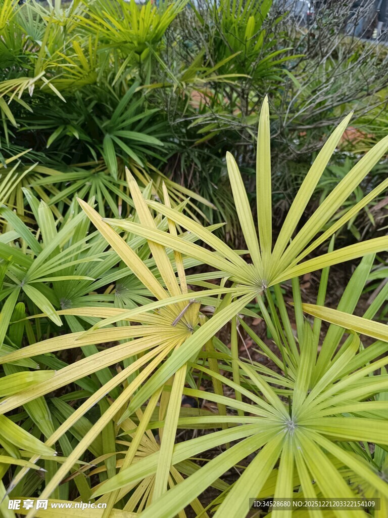 翠绿蒲葵叶 