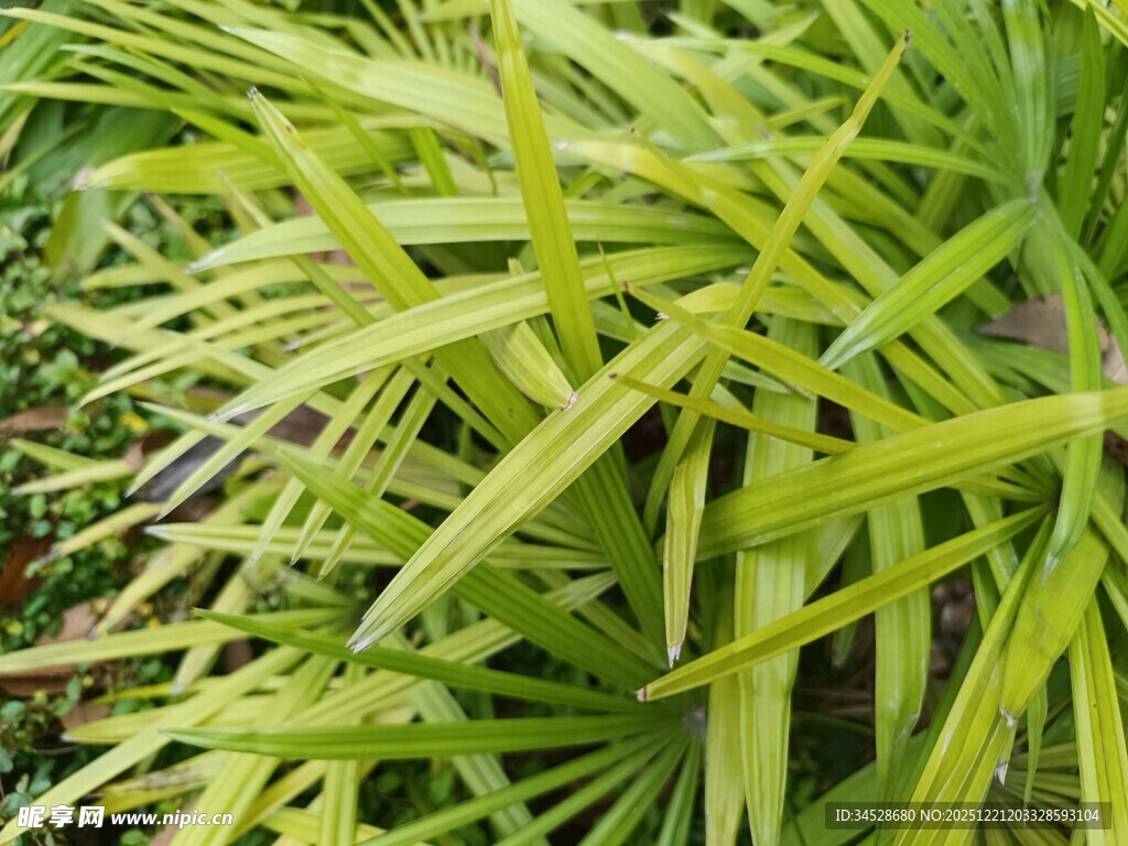 翠绿细长叶片的植物