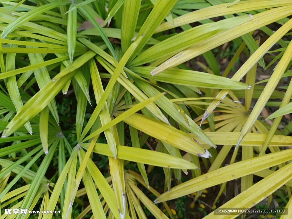 翠绿黄边的植物叶片