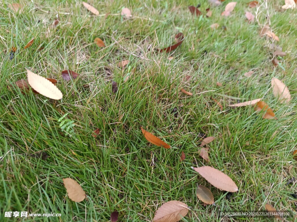 草地上散落的斑斓秋叶