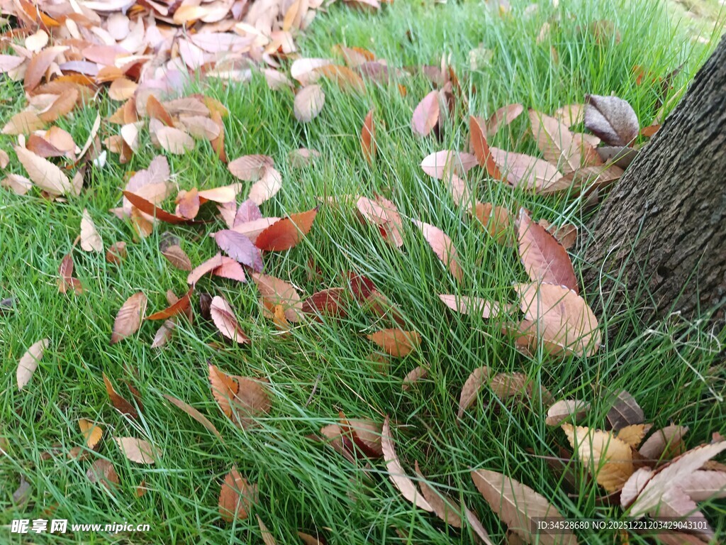 草地上的落叶