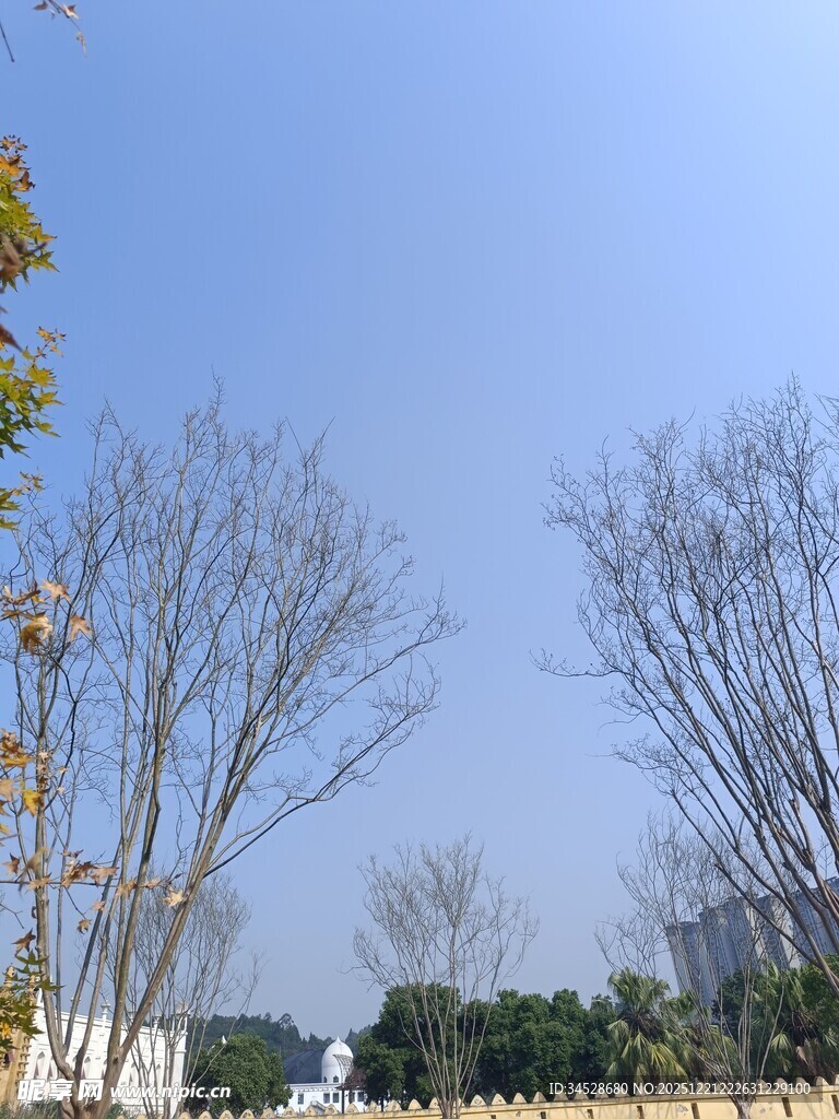 冬日城郊树木景观