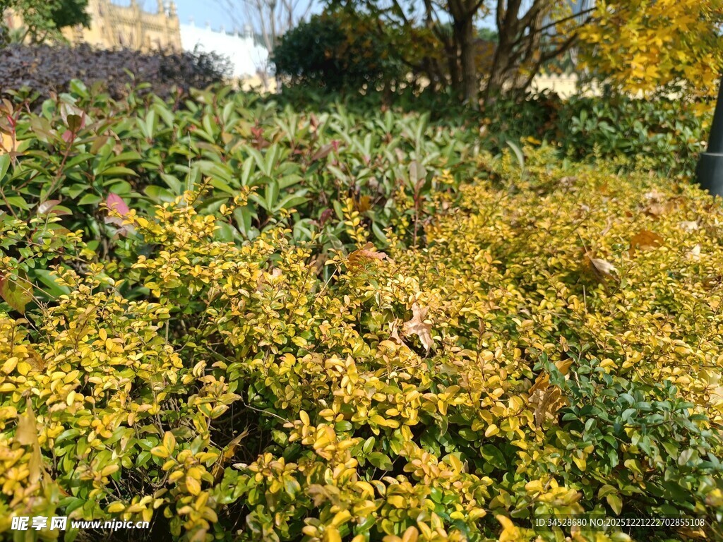 秋日金黄灌木丛景观