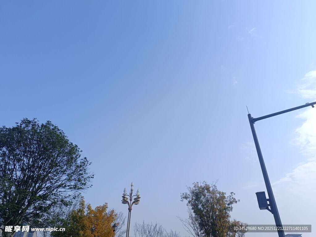 晴朗天空下的树木与路灯