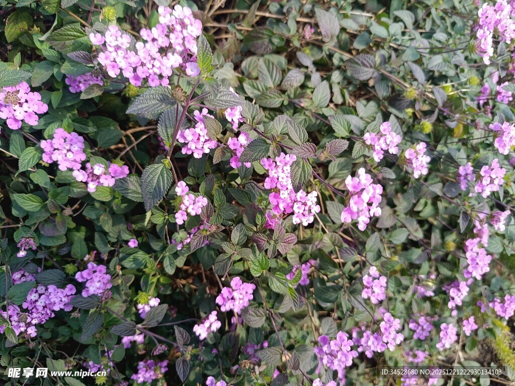 繁茂紫花绽放于绿叶间