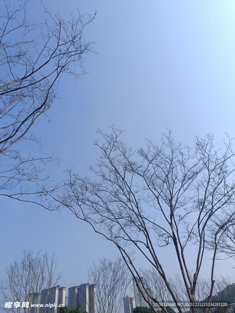 冬日晴空下的光秃树木