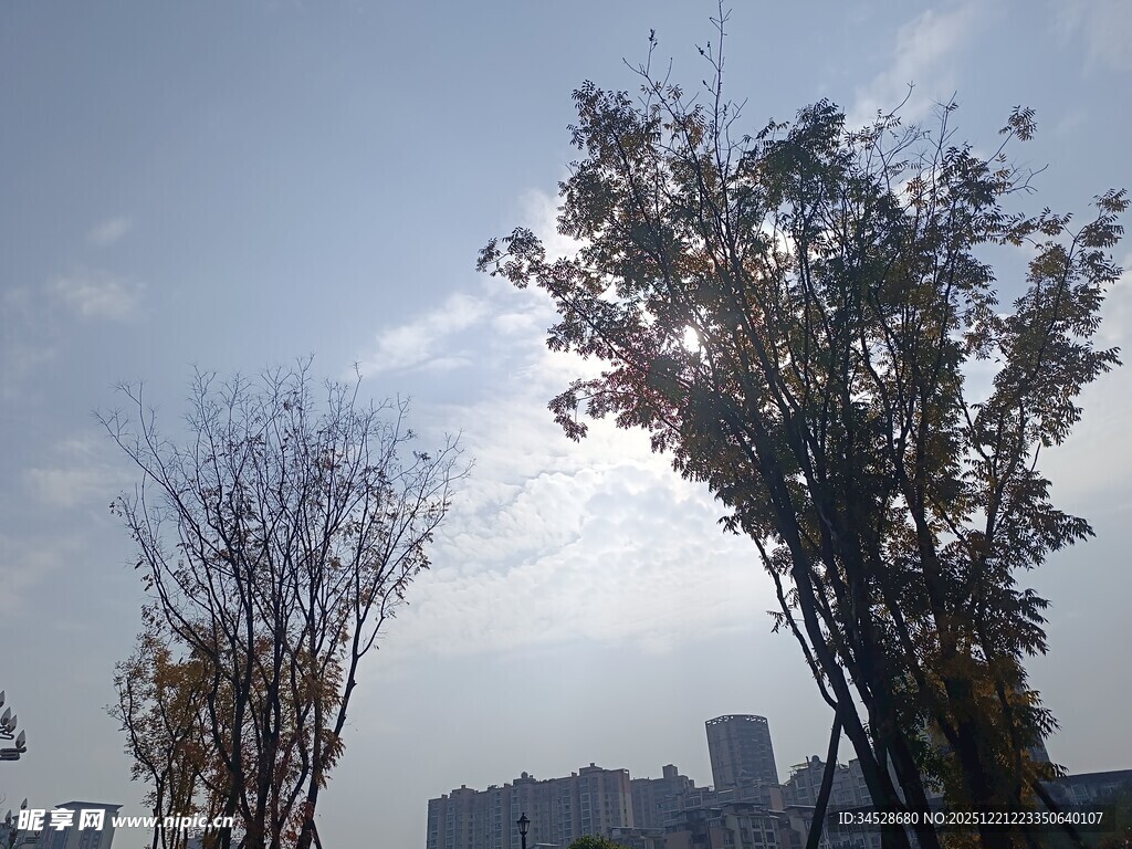 秋日阳光下的树木与城市景