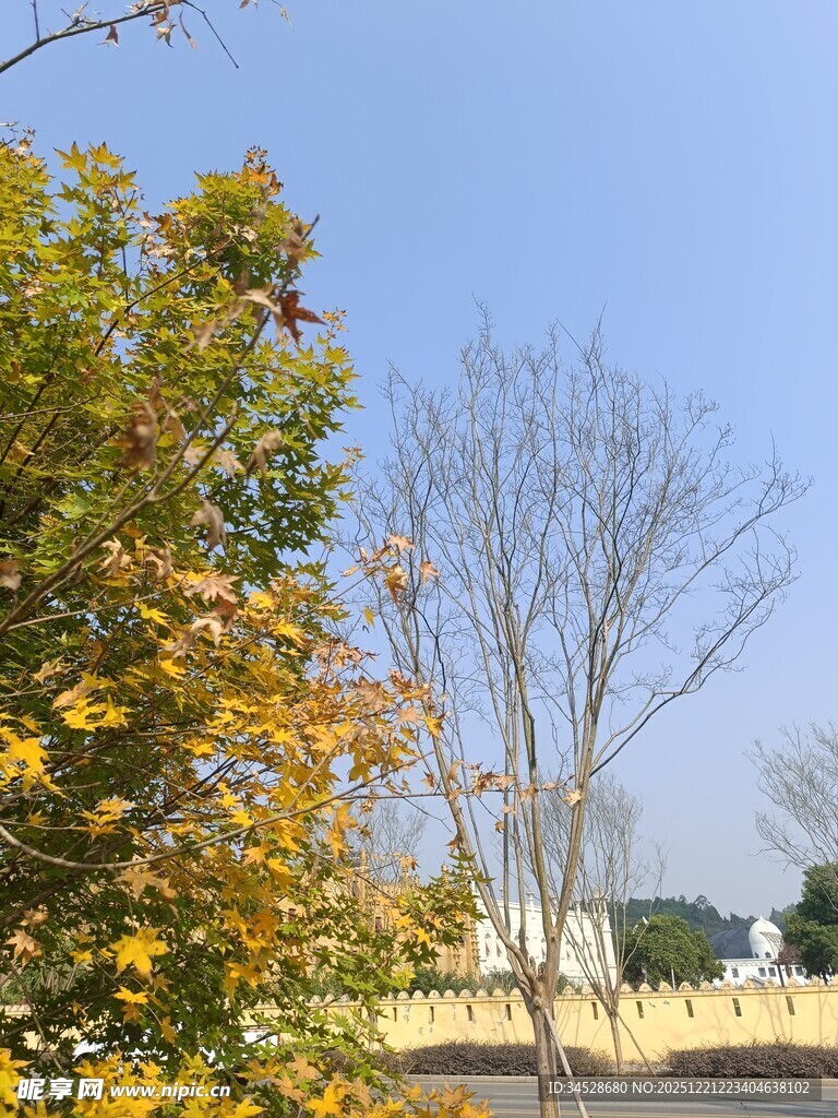 秋日黄叶与光秃树木景观