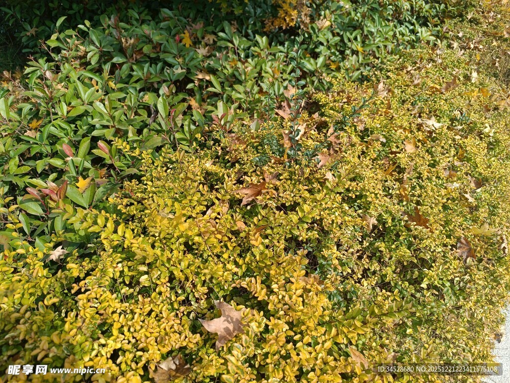 秋日斑斓绿植景观