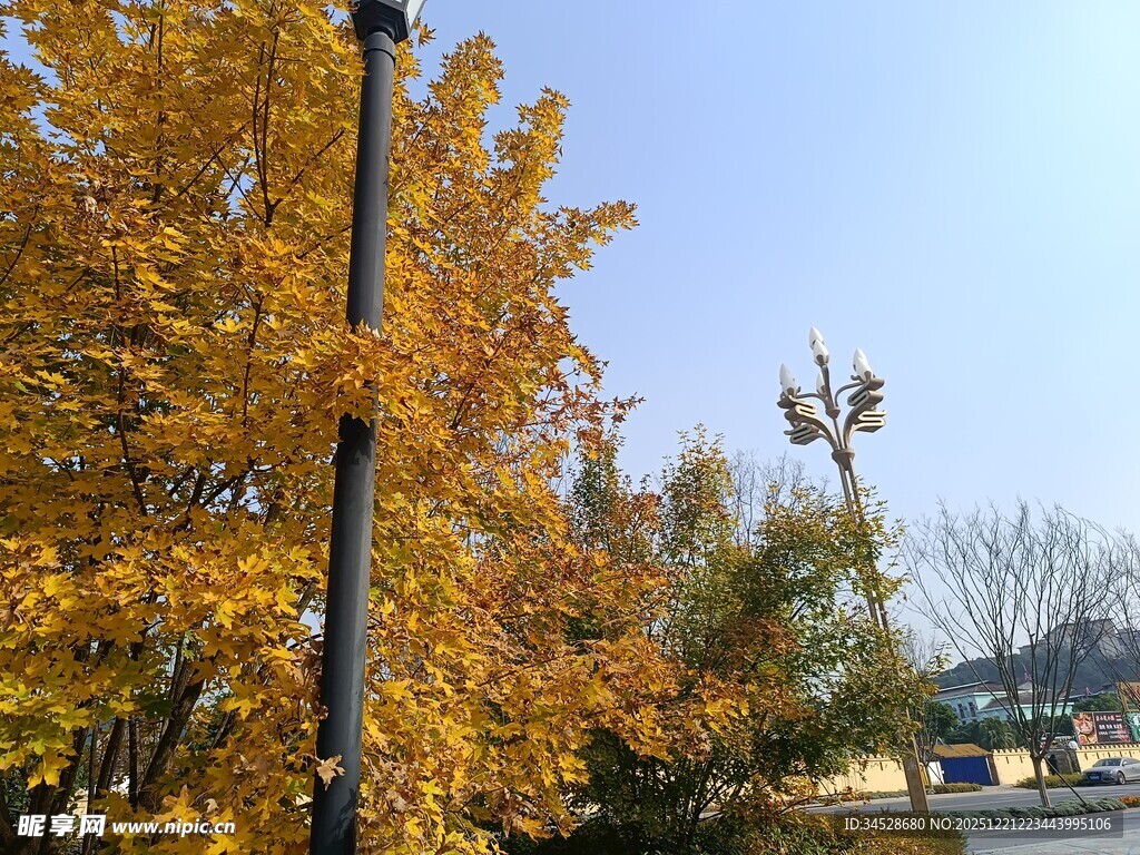 秋日街头黄叶树木景观
