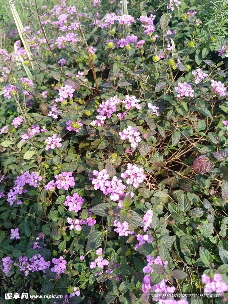 繁茂紫花绽放的美丽景象