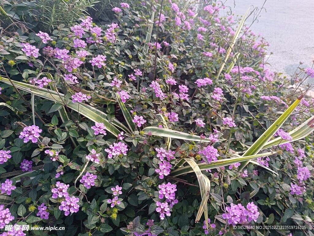 繁茂紫花绽放的植物景观