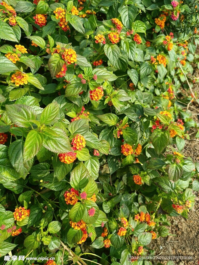 绿叶间的橙红果实