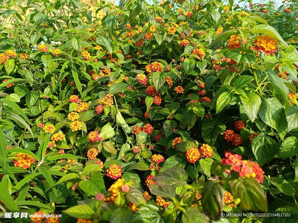 橙花绿叶繁茂的植物景观