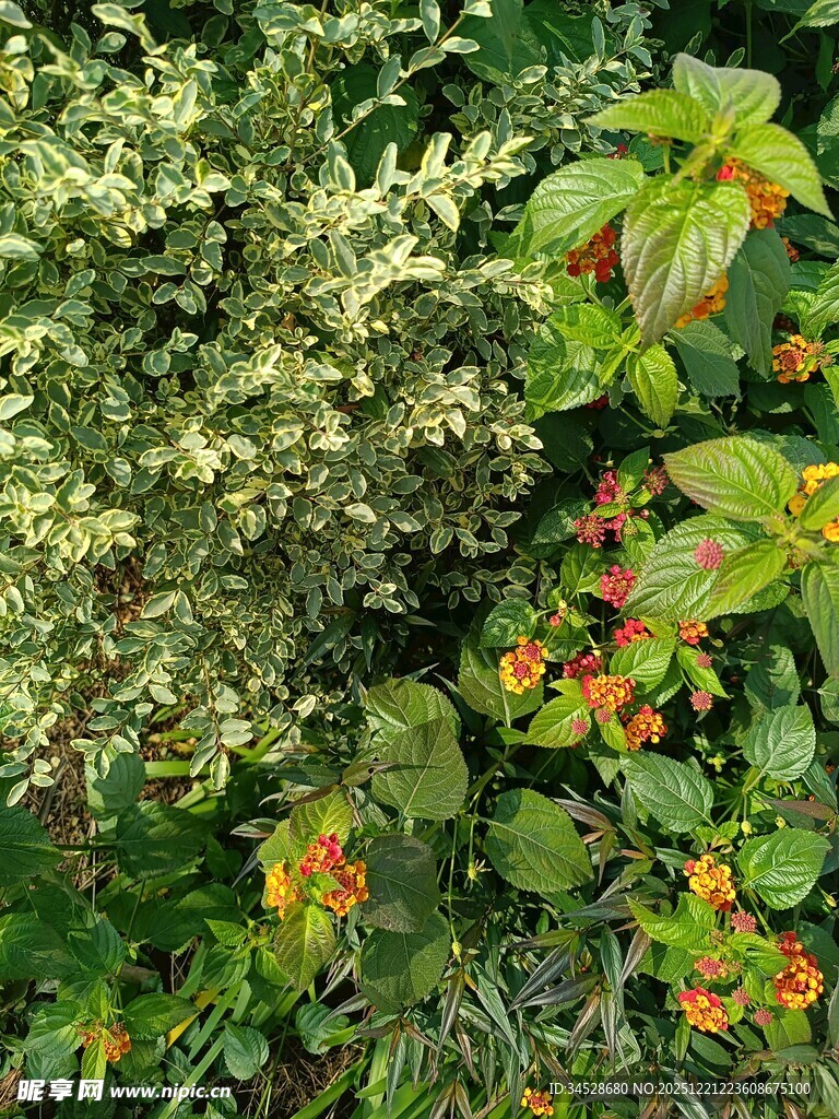 多彩植物花卉特写
