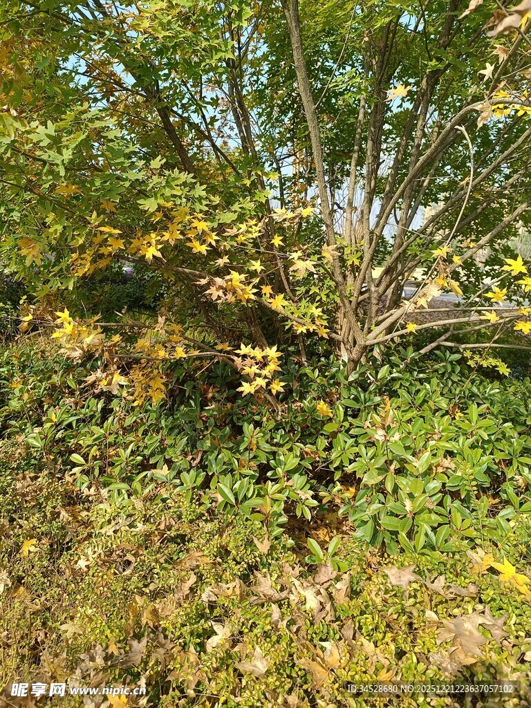 秋日繁茂树林景象