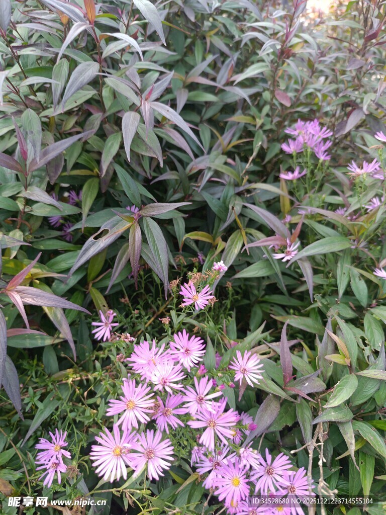 粉色花卉与绿叶植物景观