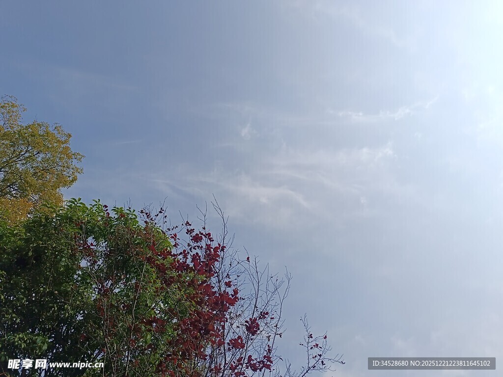 秋日树梢与晴朗天空