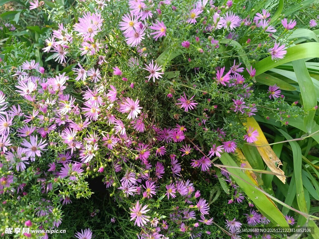 繁茂紫花绽放于绿叶间