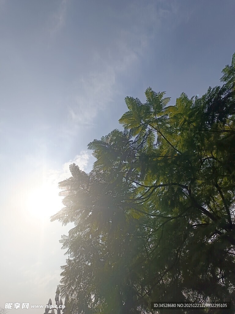 阳光透过树叶洒向天空